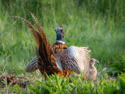 “Dressed to Impress”