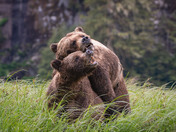 Grizzly Bear Love