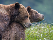Grizzly Bear Love