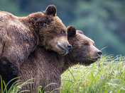 Grizzly Bear Love