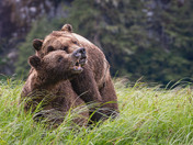 Grizzly Bear Love