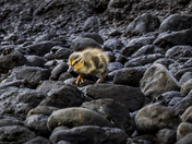 Small Bird, Big World.  