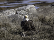 canada goose gosling