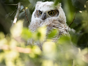Peeking through the branches 