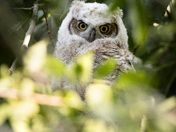Peeking through the branches 