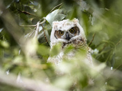 Peeking through the branches 