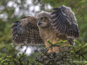 Close to the Edge! Ready to Flyyyyyy...