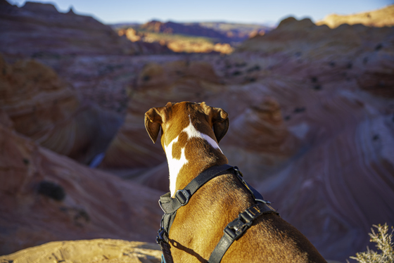 Vermillion Cliffs National Monument
