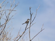 Shrike