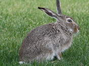White Tailed Jackrabbit