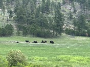 Black Hills National Forest 