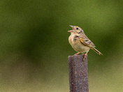 Grasshopper Sparrow