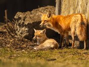 Do you see what I see?