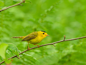 Wilson's Warbler