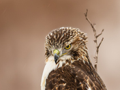 You looking at me? - Red-tailed Hawk