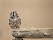 Northern Hawk-Owl