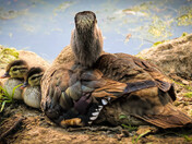 Family Time (Wood Ducks)
