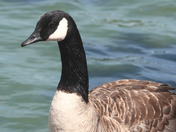 Branta canadensis