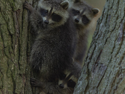Racoon babies kits