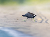 Commone gallinue  2025