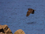 Turkey Vulture