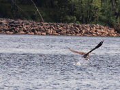 Fishing Eagle