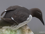 All the Better to See you With!!!  Cape St Mary's - Common Murre 