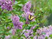 Tiger Swallowtail