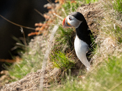 Atlantic Puffin