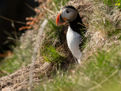 Atlantic Puffin