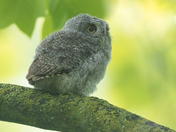 Eastern screech owlets 