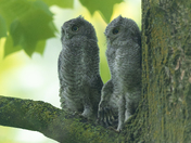 Eastern screech owlets 