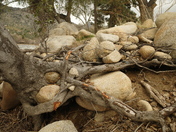 Sequoia National Forest