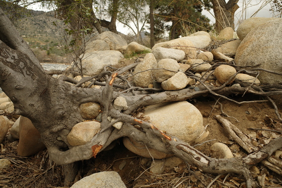Sequoia National Forest