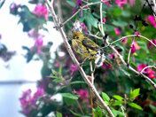 Gathering Fibers For The Nest