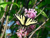 Yellow tiger Swallowtail 