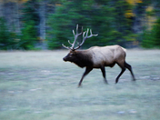 Elk on the move 