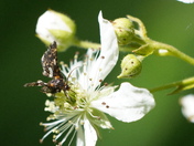 Salt and pepper looper 