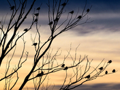 Sound of the Praries