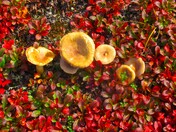 Kobuk Valley National Park