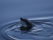 Point Reyes National Seashore