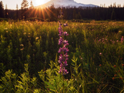 Mt. Hood National Forest