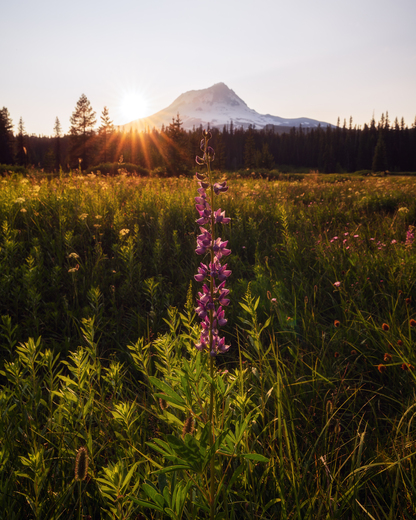 Mt. Hood National Forest
