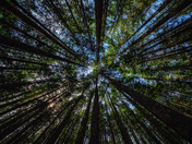 Mt. Baker-Snoqualmie National Forest