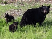 Black Bear Family