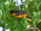 Handsome Baltimore Oriole