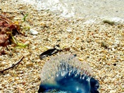 Dry Tortugas National Park 