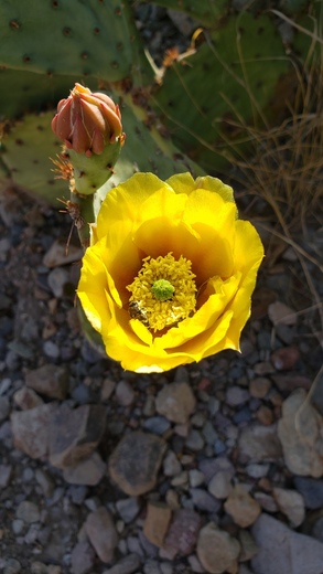 Big Bend National Park 