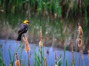 Yellow Headed Blackbird