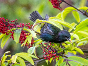Starling at the Red Elderberries